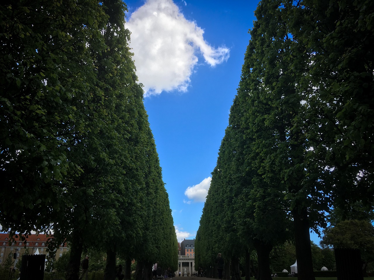 trees sky holiday free photo