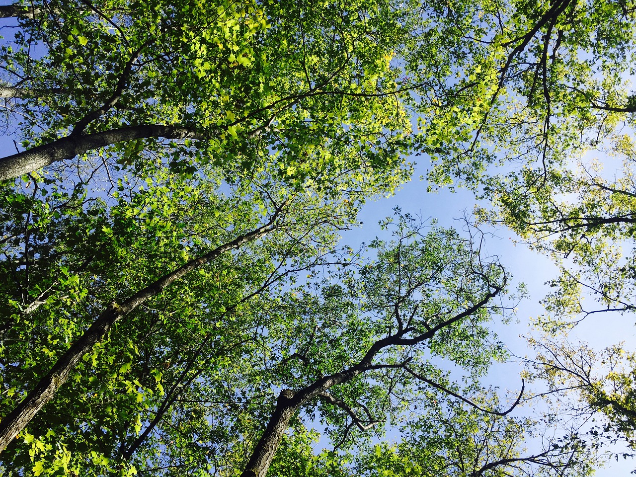 trees leaves foliage free photo