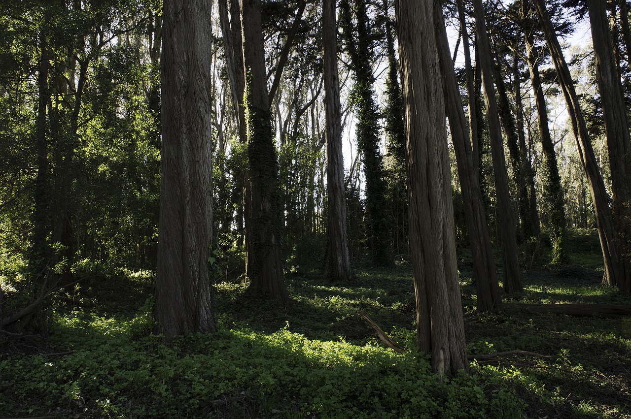 trees forest sun free photo