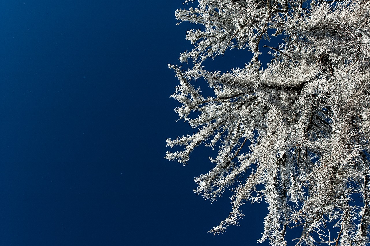 trees snow trees frosted free photo