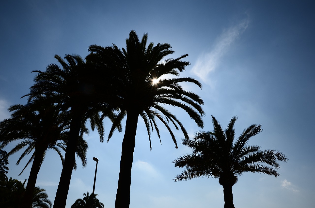 trees palm trees barcelona free photo