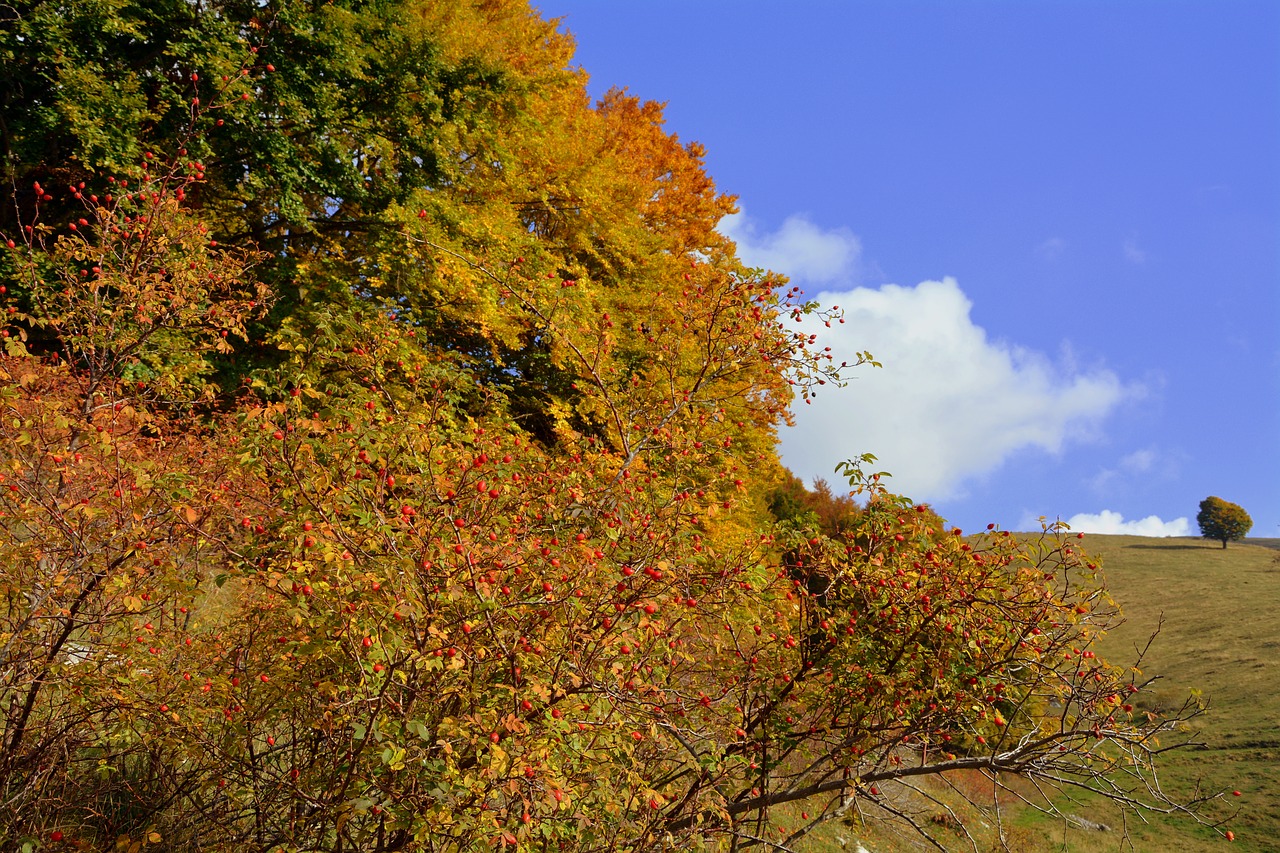 trees autumn mountain free photo