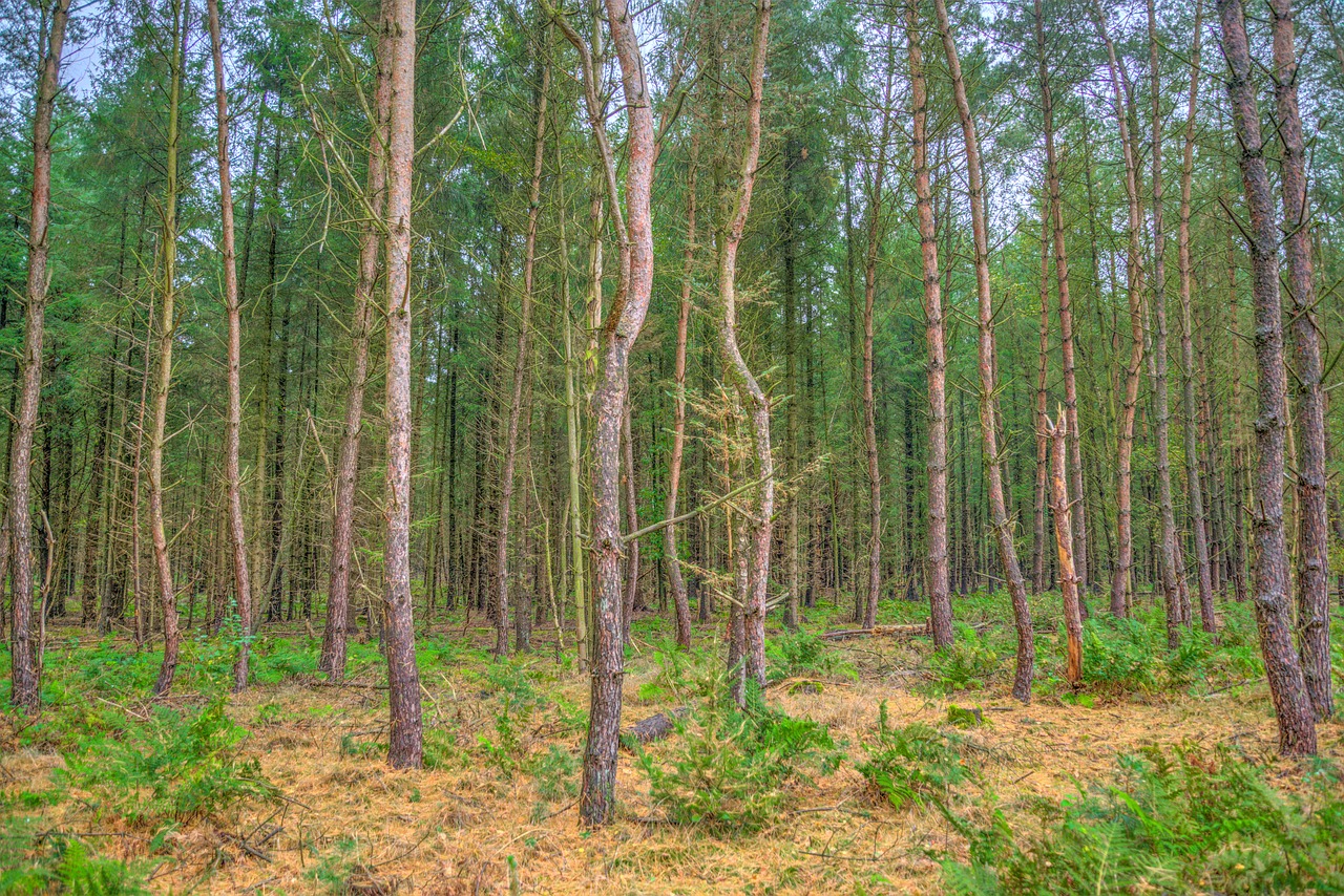trees standing forest free photo