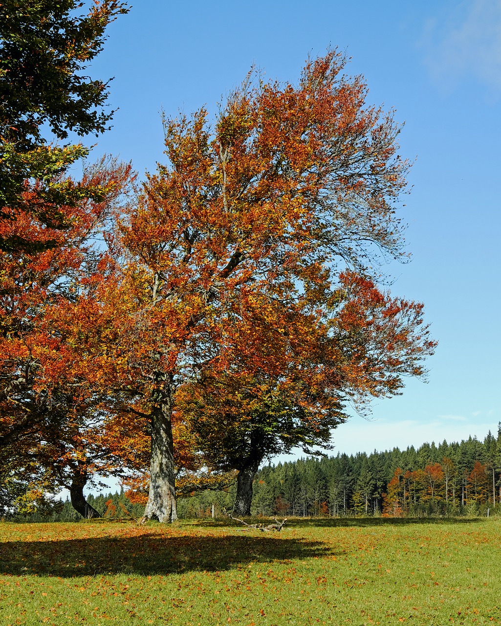 trees book deciduous trees free photo