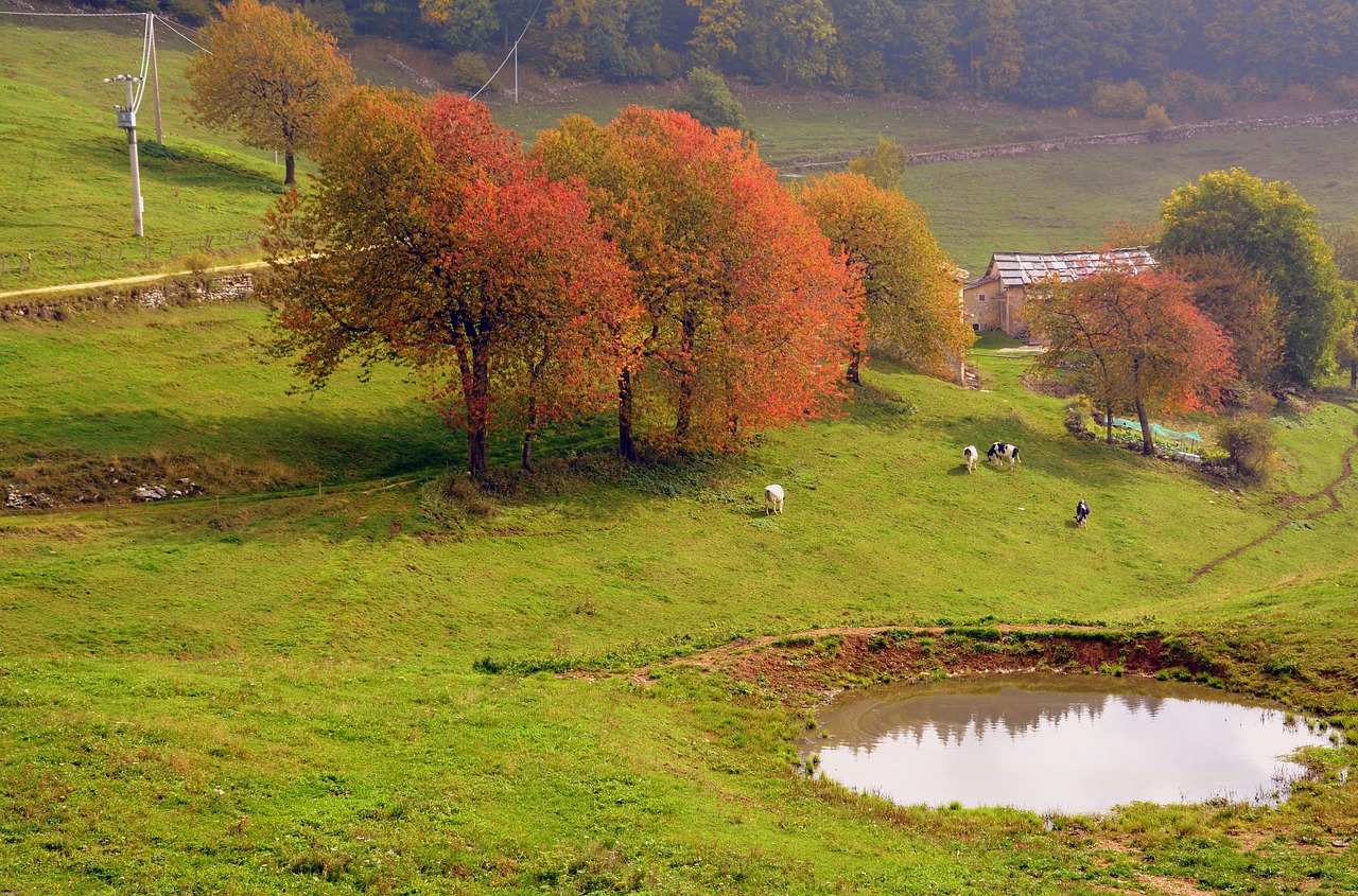 trees pond autumn free photo