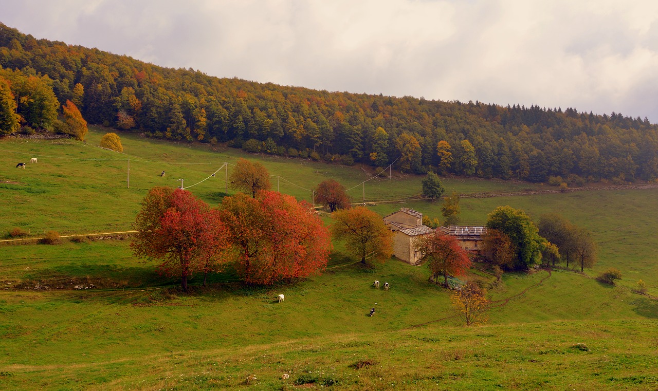 trees borgo autumn free photo