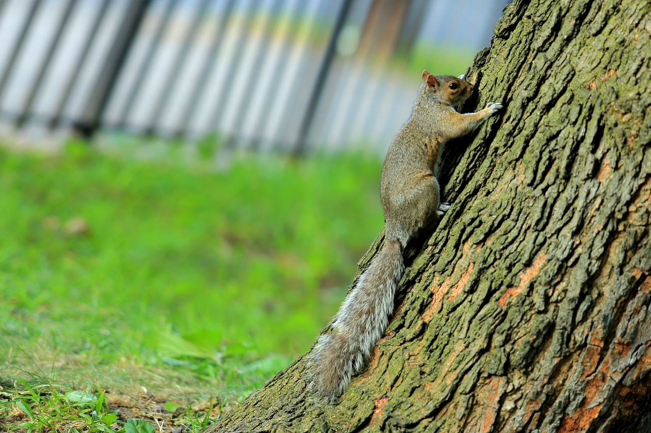 trees squirrel pet free photo