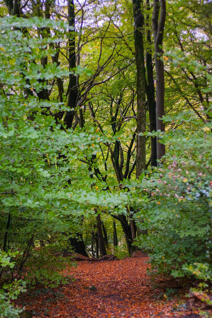 trees woodland wood free photo