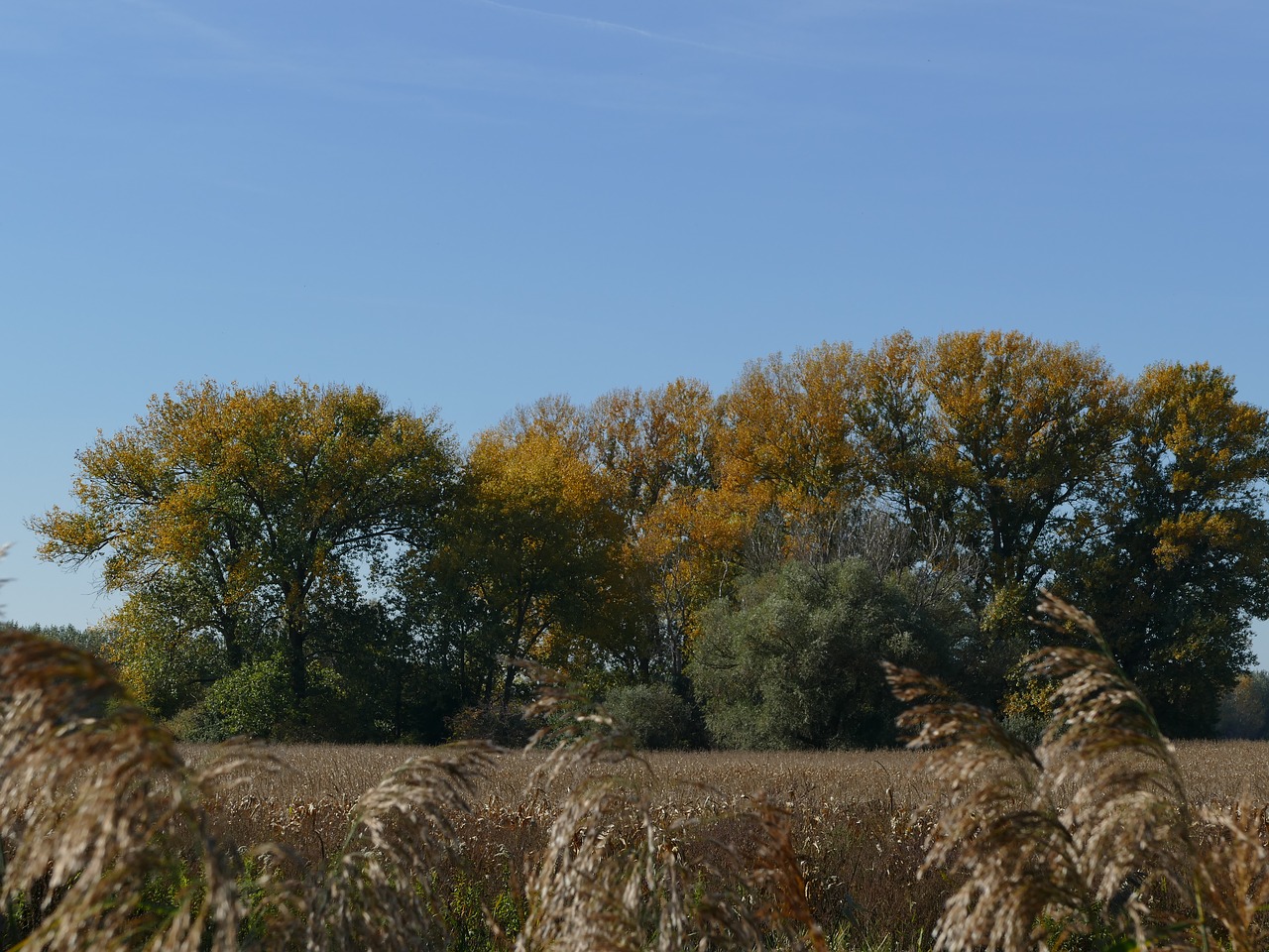 trees field sky free photo