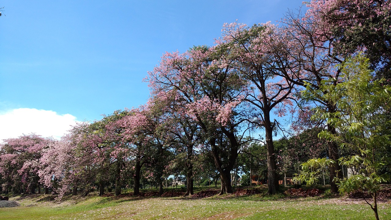 trees flowering tree flowers free photo