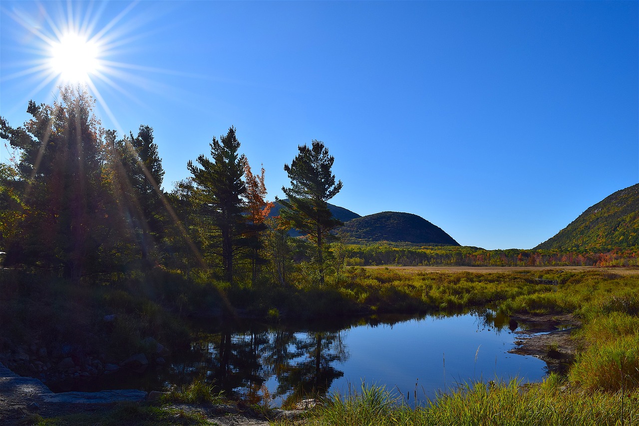 trees sun pond free photo