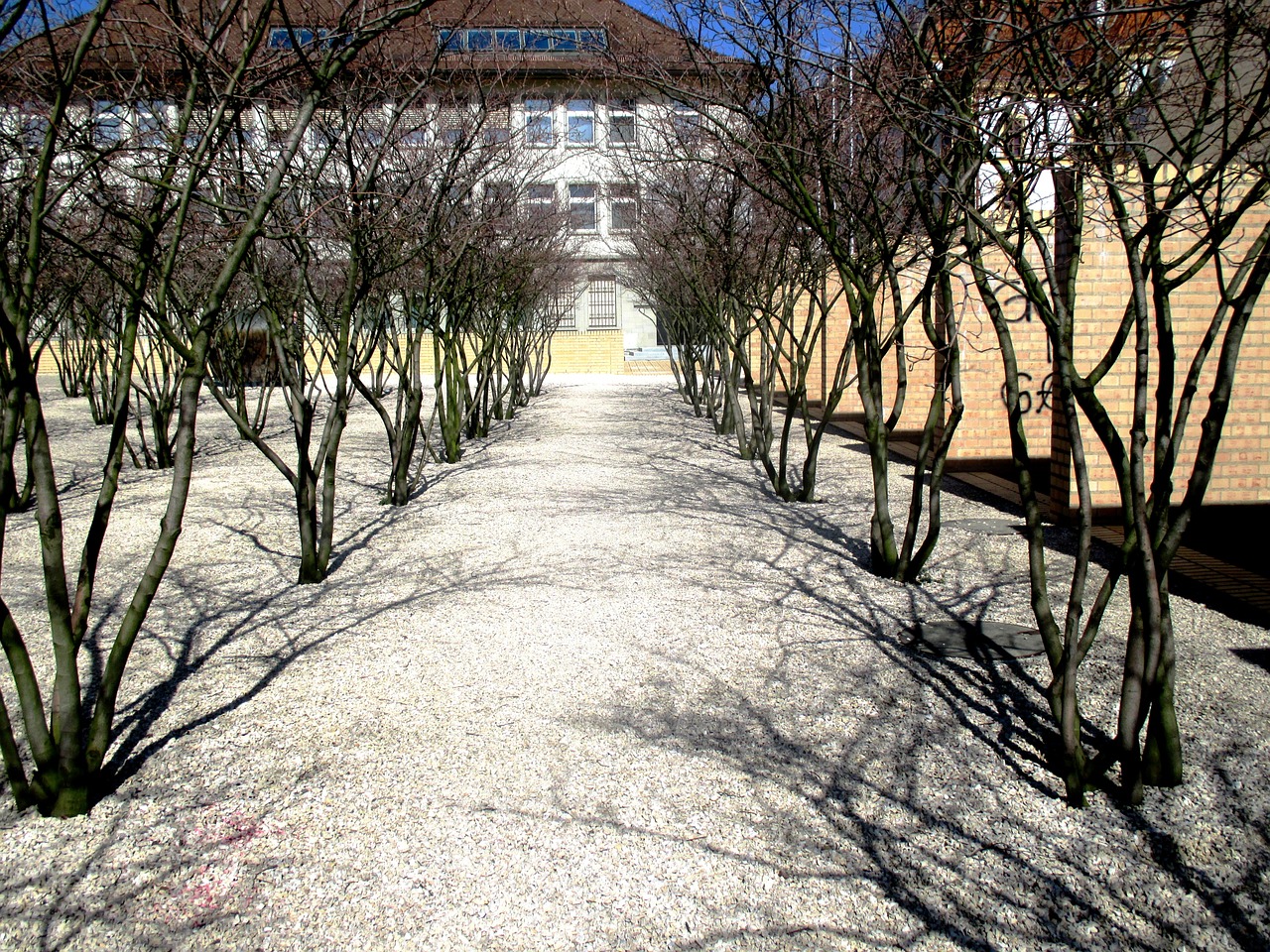 trees avenue park free photo