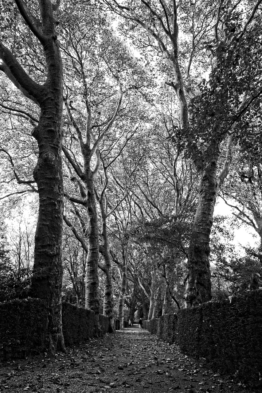 trees lane tree lined lane free photo
