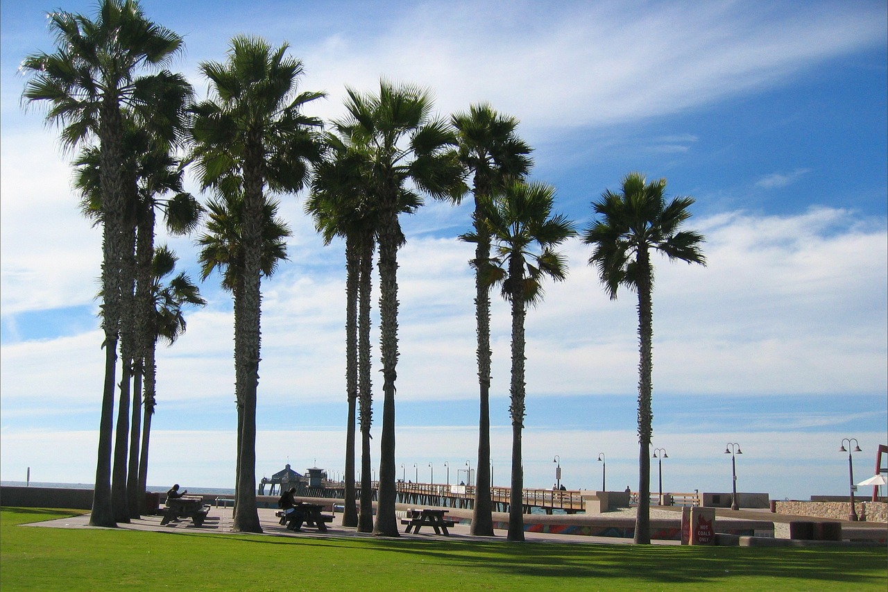 trees palm trees sky free photo