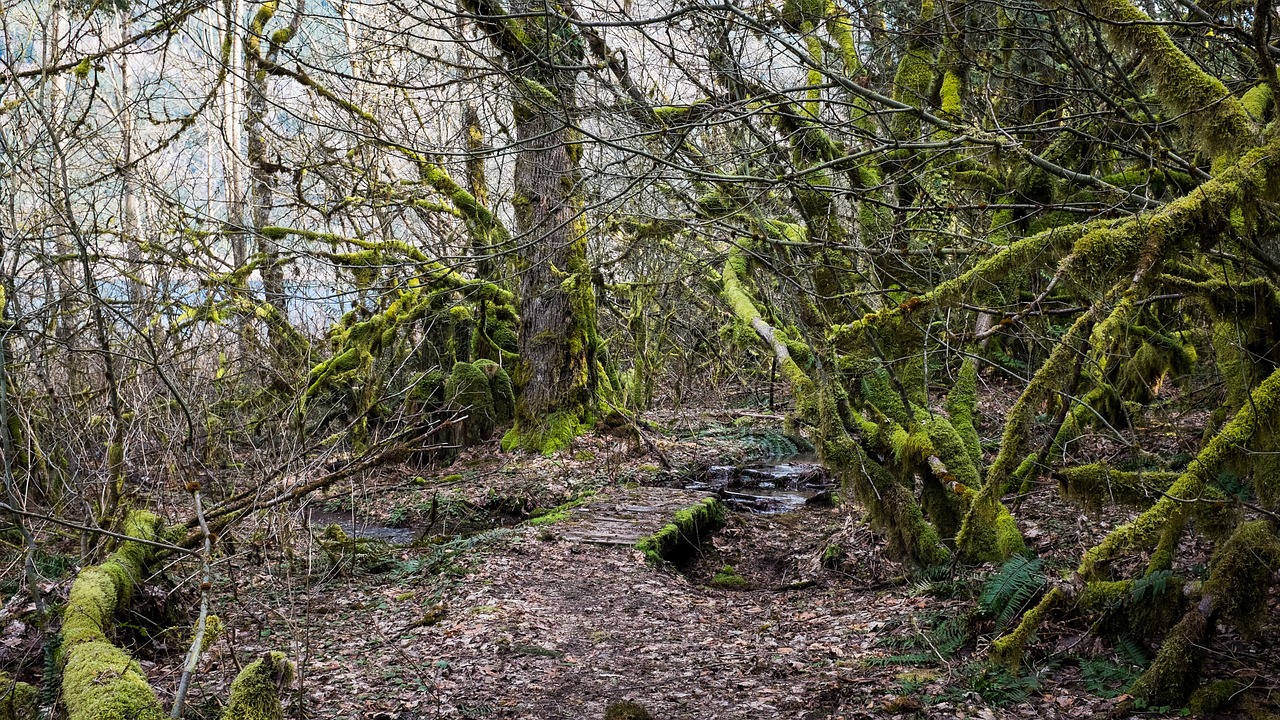 trees moss path free photo