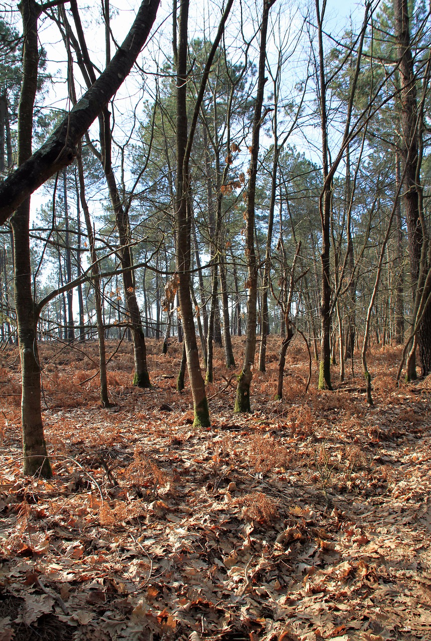 trees forest nature free photo