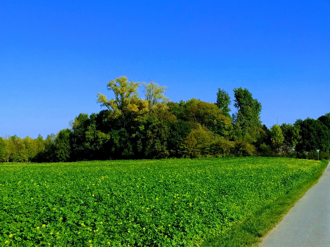 trees green blue free photo