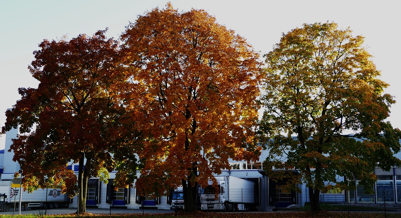 trees autumn evening free photo