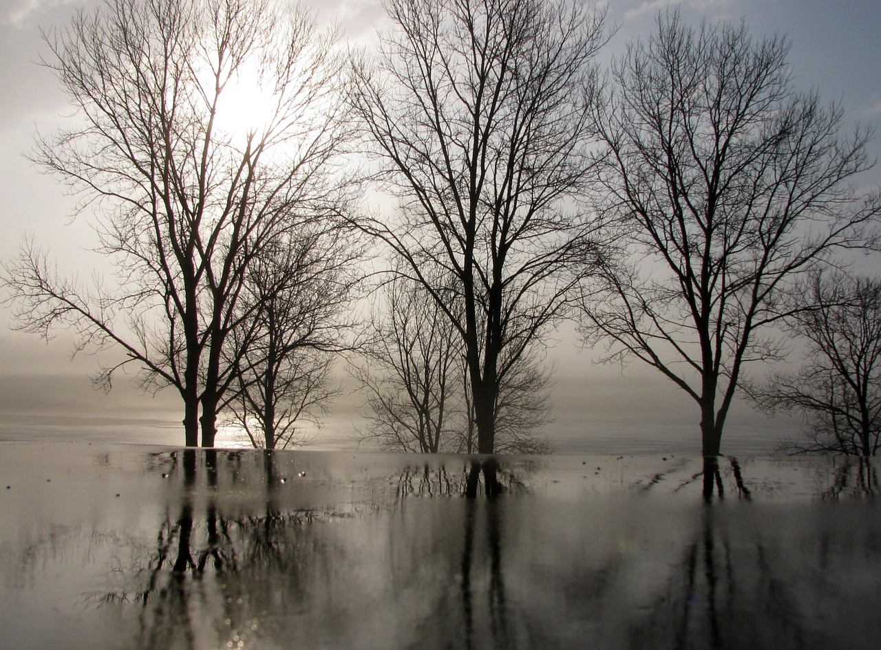 trees winter reflections free photo
