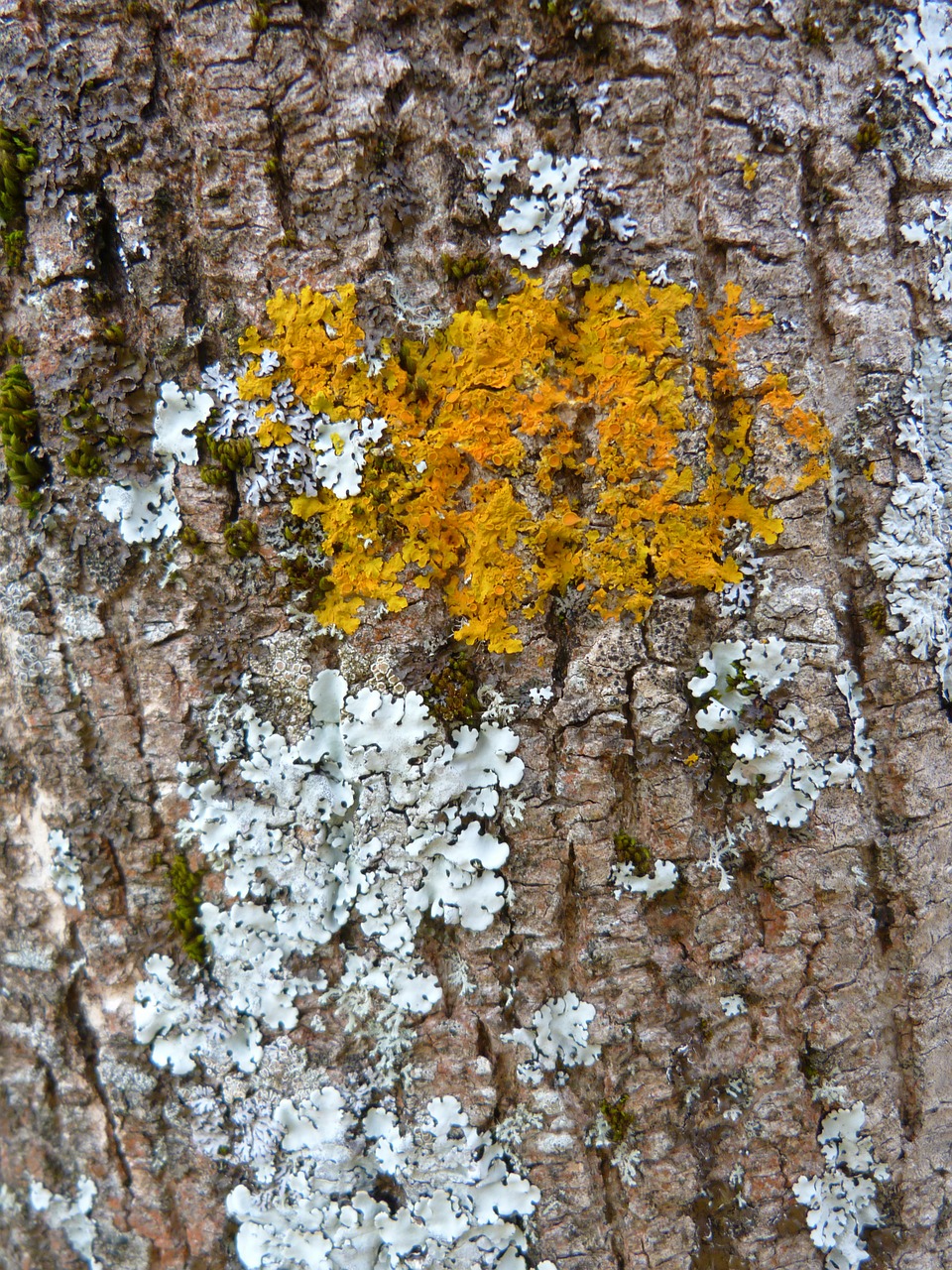 trees nature lichens free photo