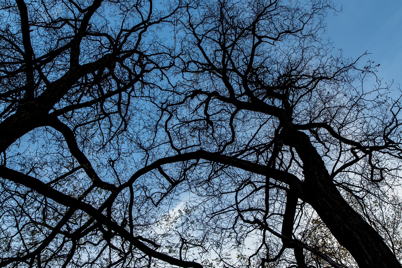 trees branches branch free photo