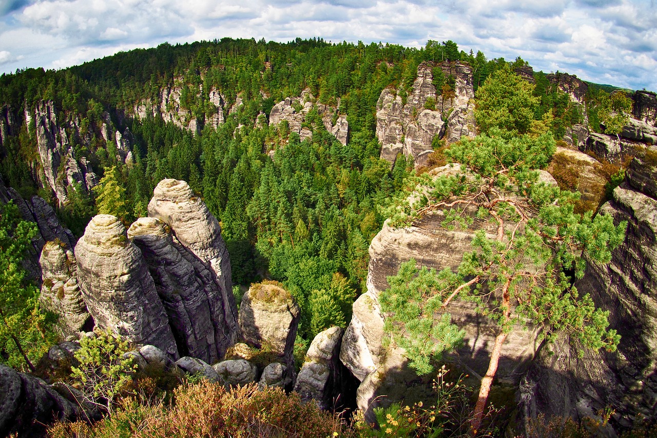 trees forest rocks free photo