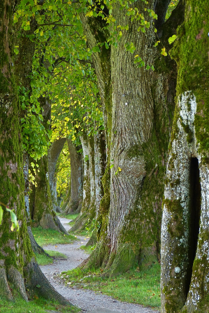 trees old avenue free photo