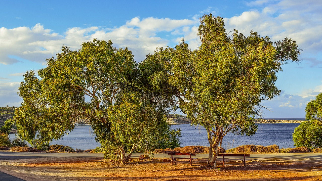 trees benches landscape free photo