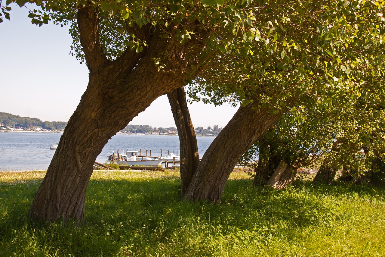 trees tree trunks foliage free photo