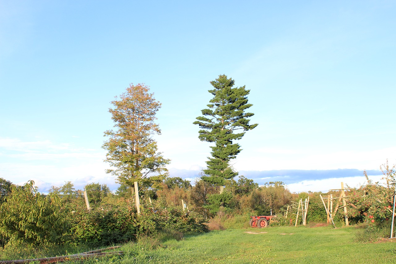 trees landscape farm free photo