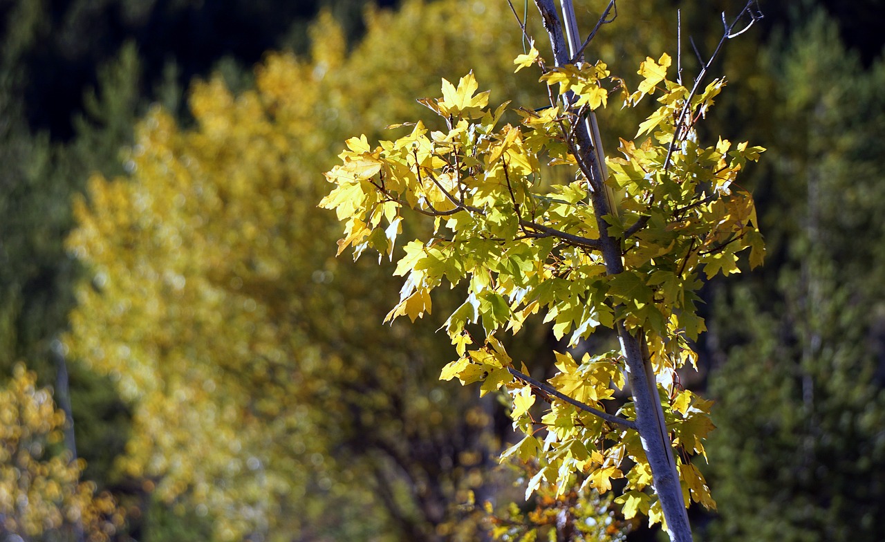 trees leaves yellow leaves free photo