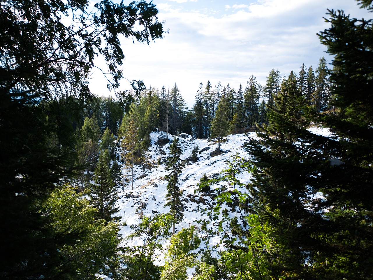 trees snow white free photo