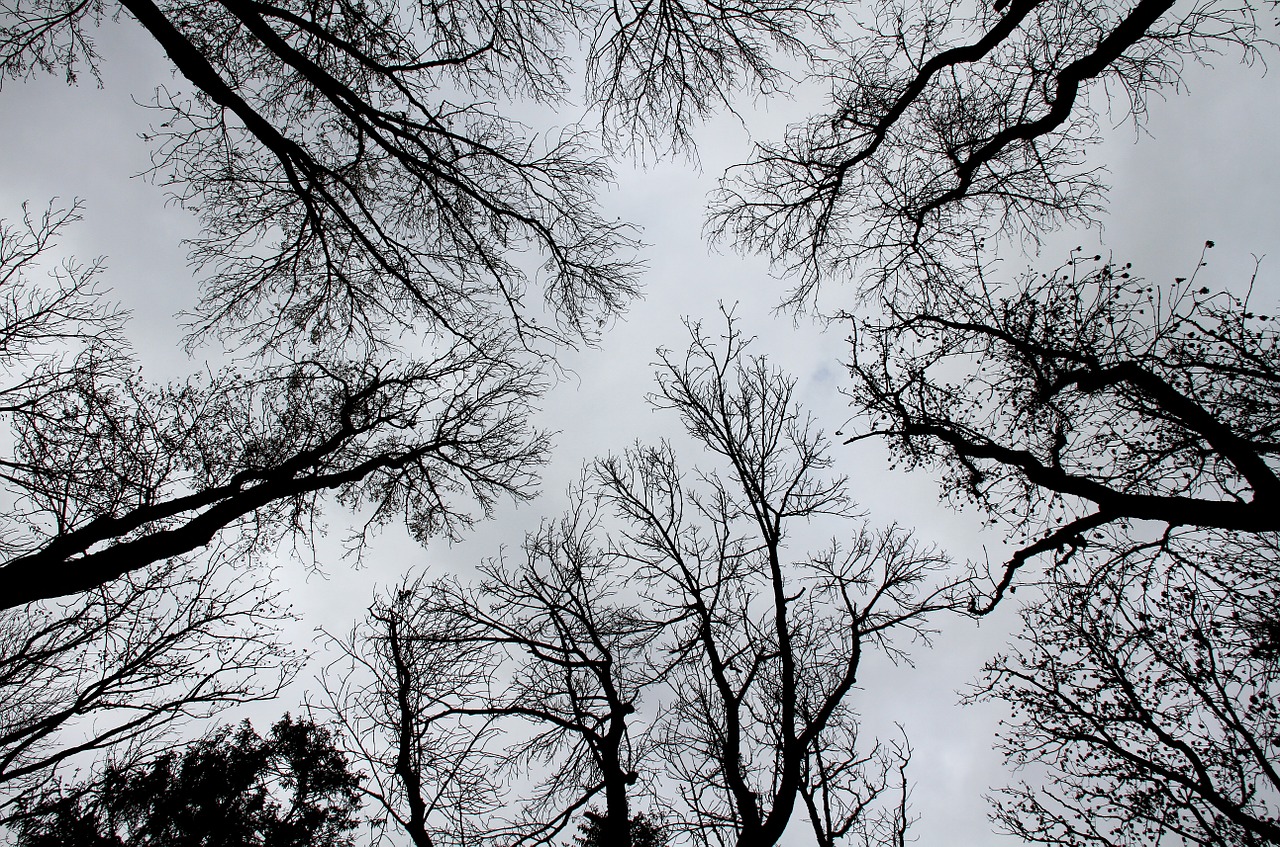 trees silhouettes black and white free photo