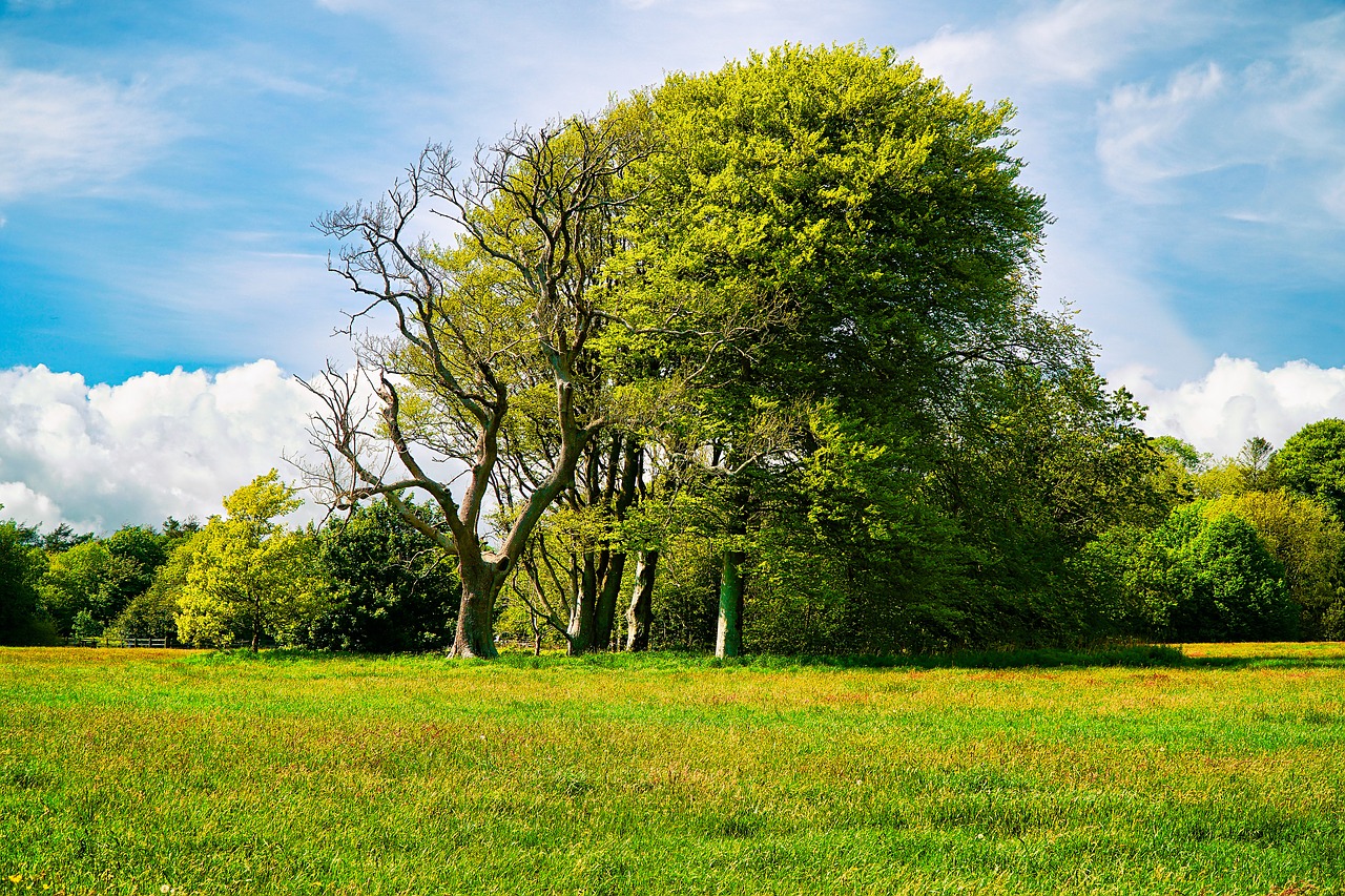 trees tree grass free photo