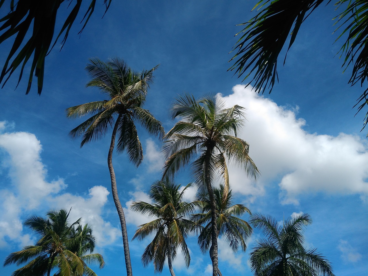 trees coconut trees clouds free photo