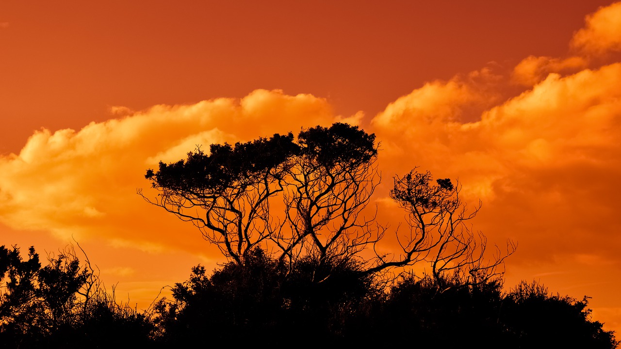 trees branches sunset free photo