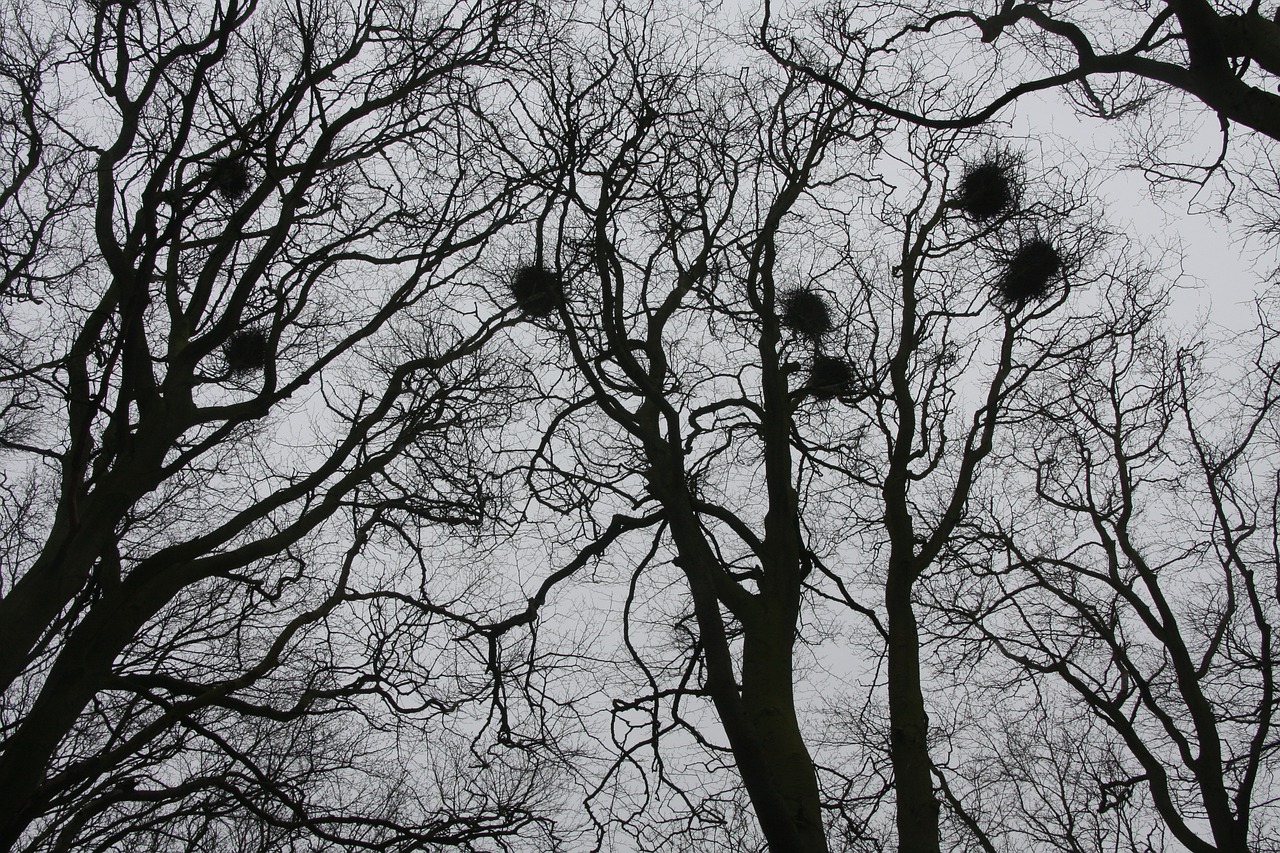 trees autumn wood free photo