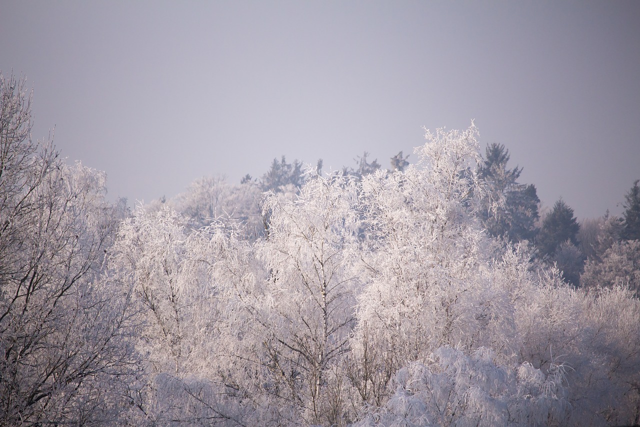 trees frost winter free photo