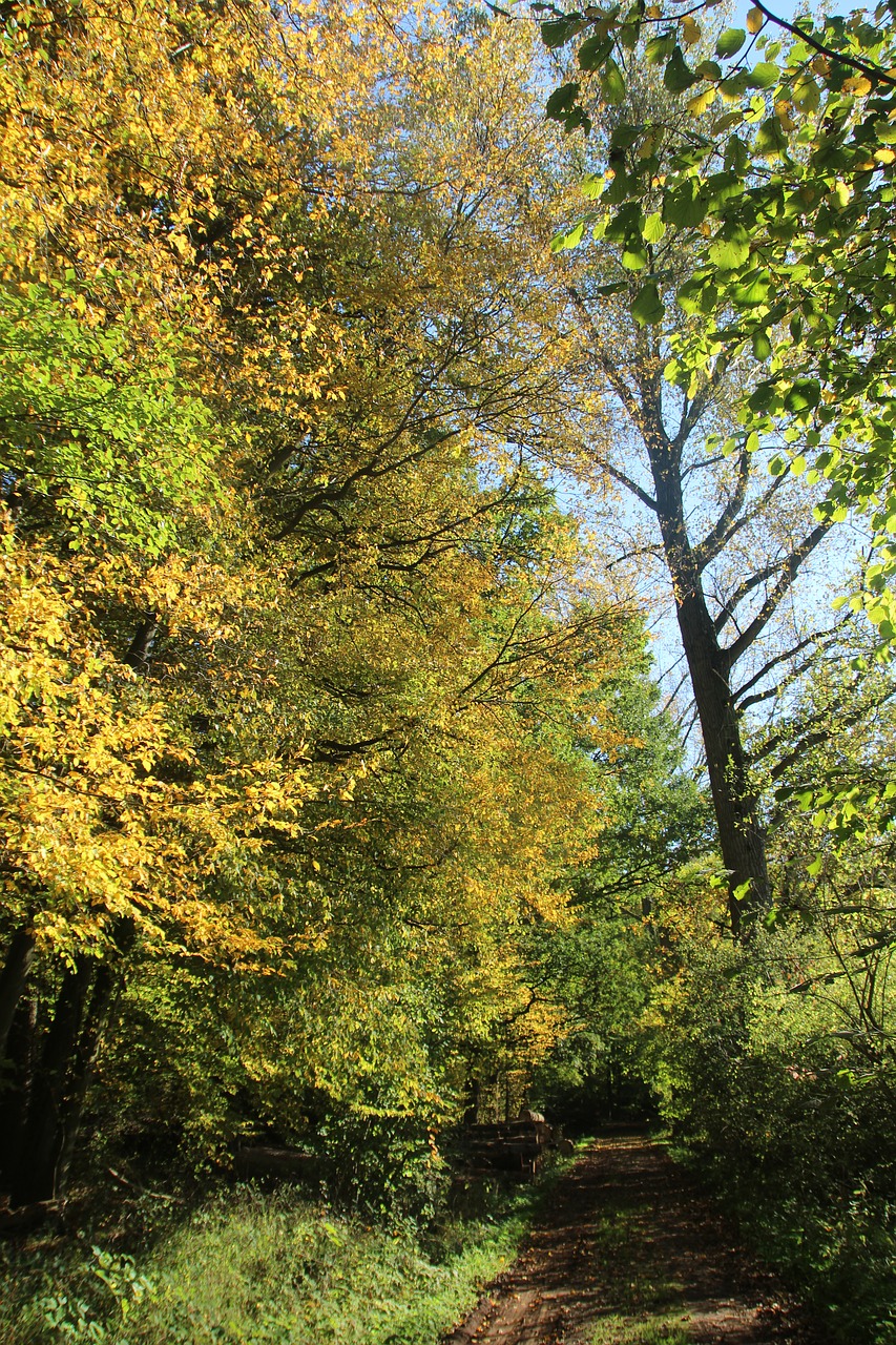 Download Free Photo Of Treesforestmoorforest Pathnature From