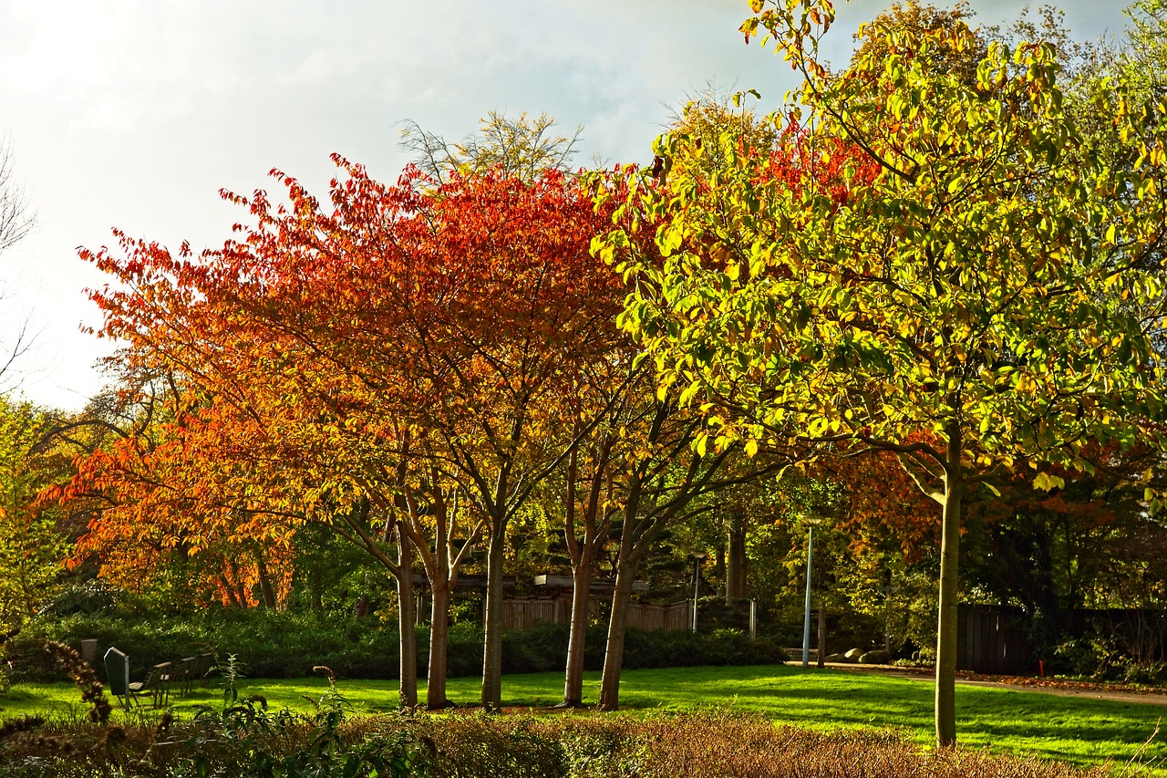 trees autumn trees autumn foliage free photo