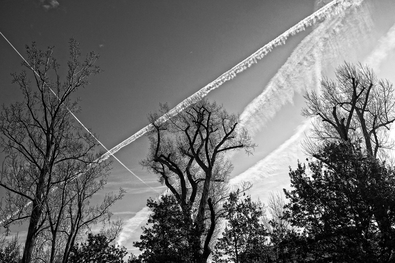 trees tree tops branches free photo