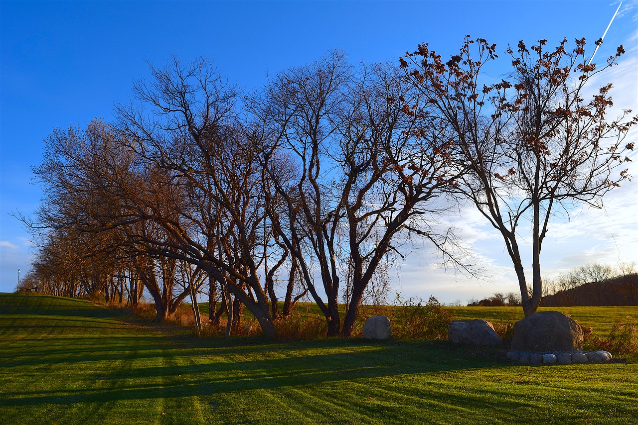 trees field morning free photo