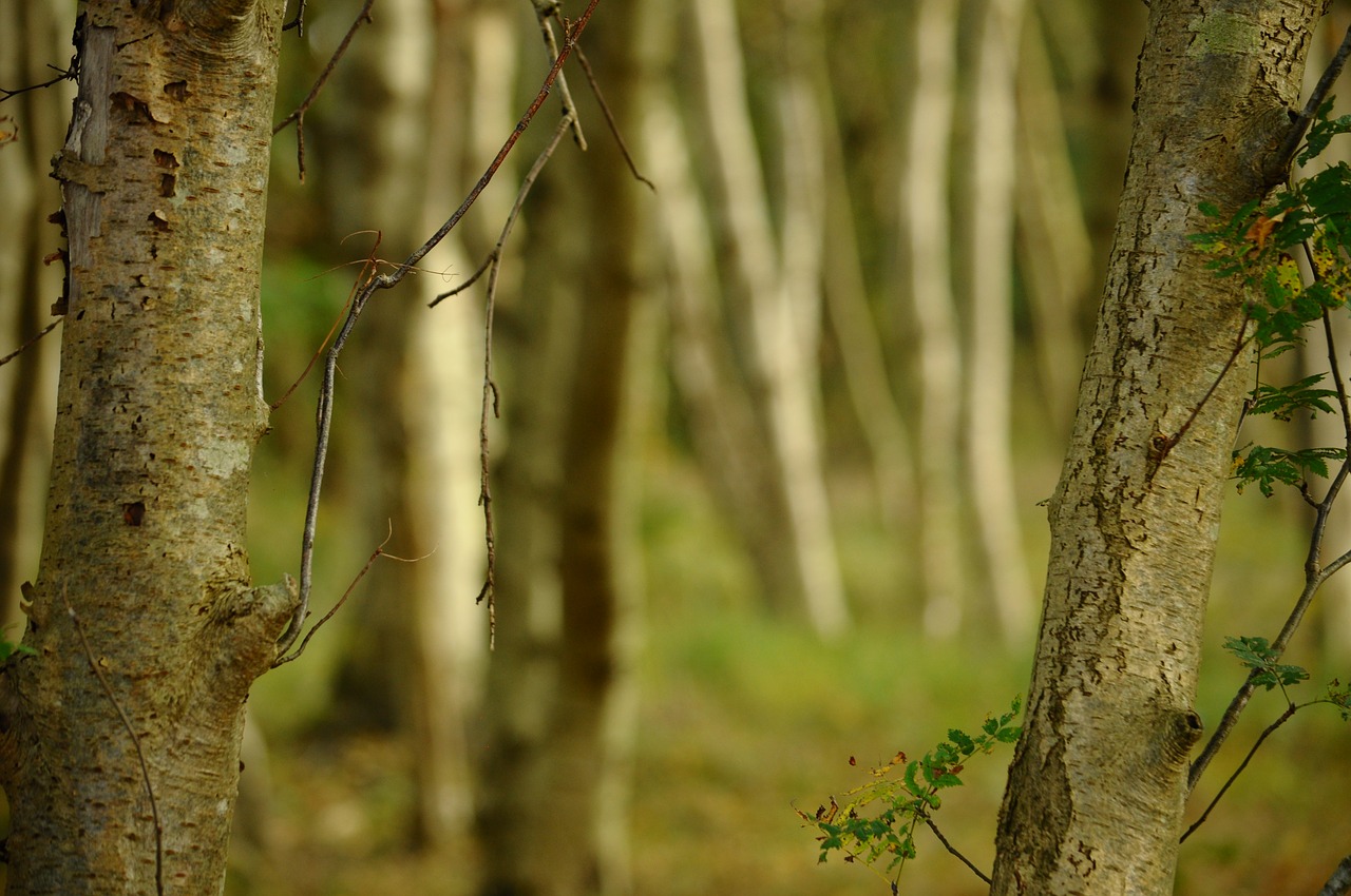 trees birch autumn free photo