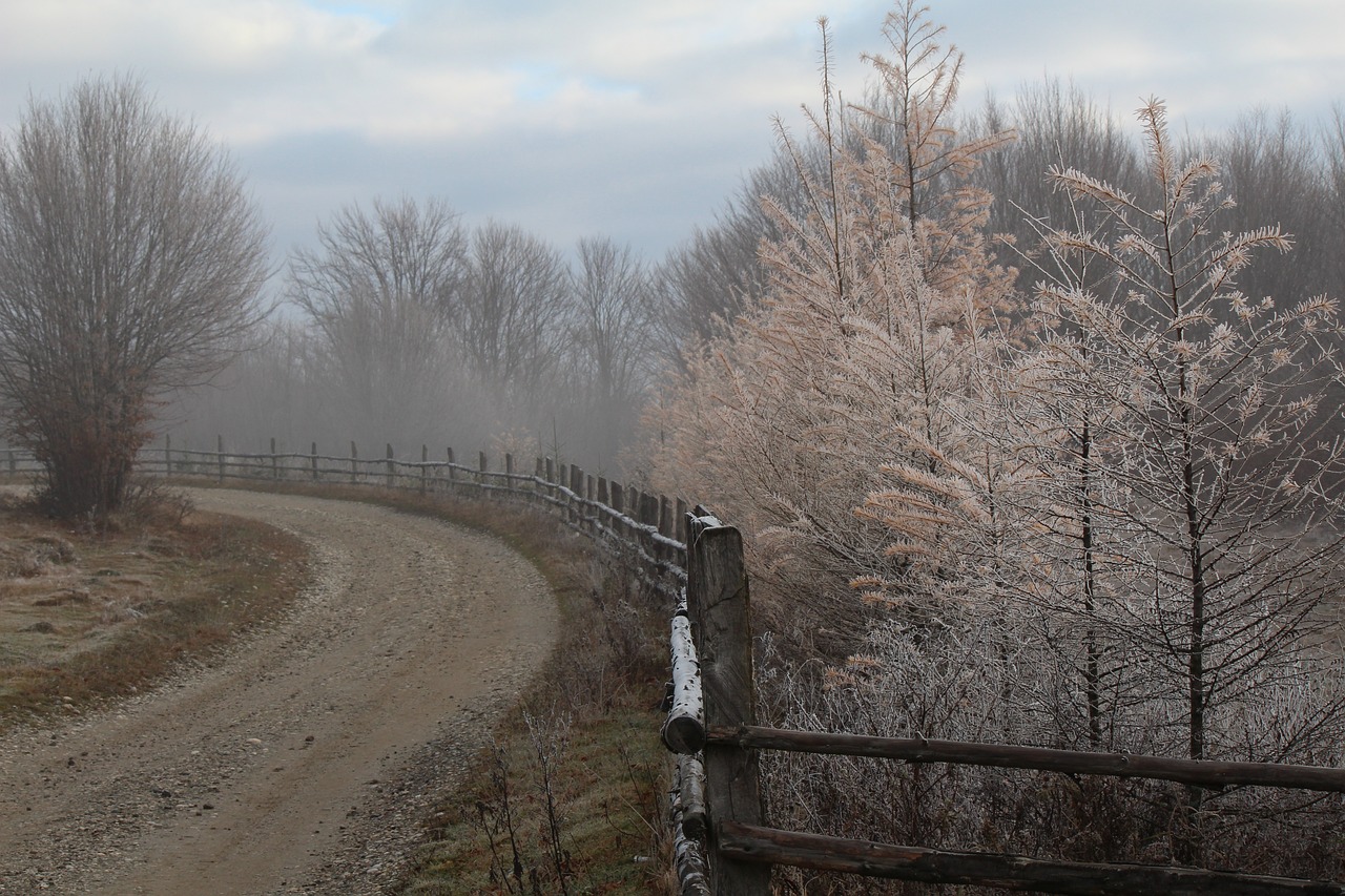 trees winter scene free photo