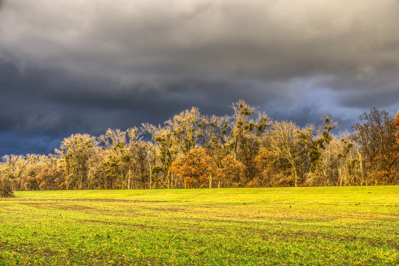 trees canopy meadow free photo