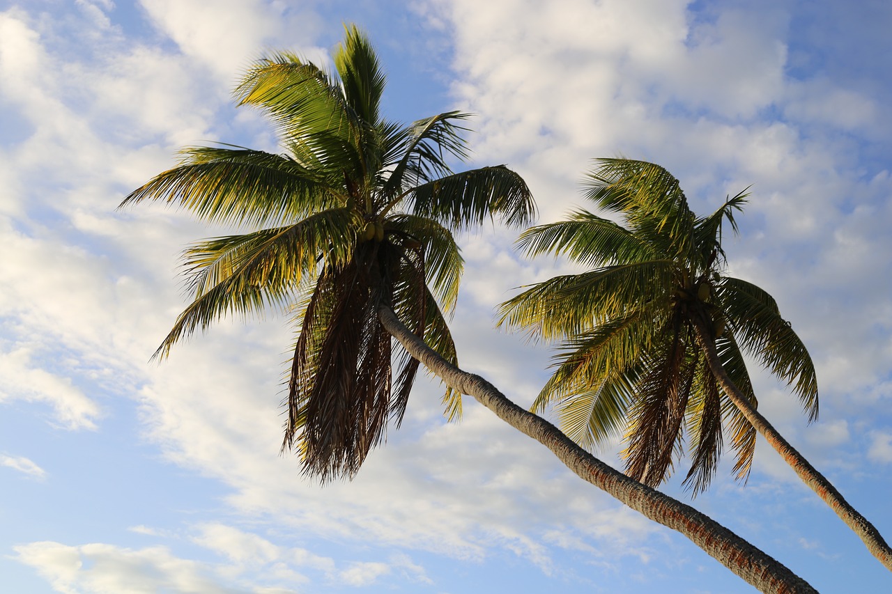 trees palm sky free photo