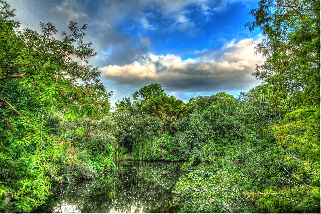 trees forest hdr free photo