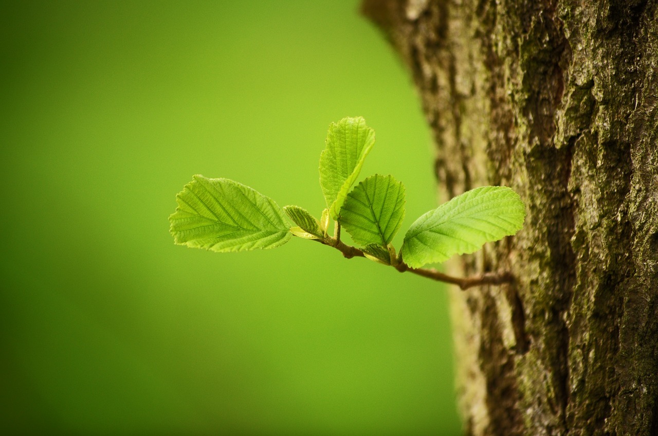 trees leaves leaf free photo