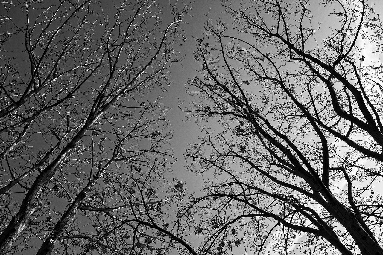 trees tree tops branches free photo