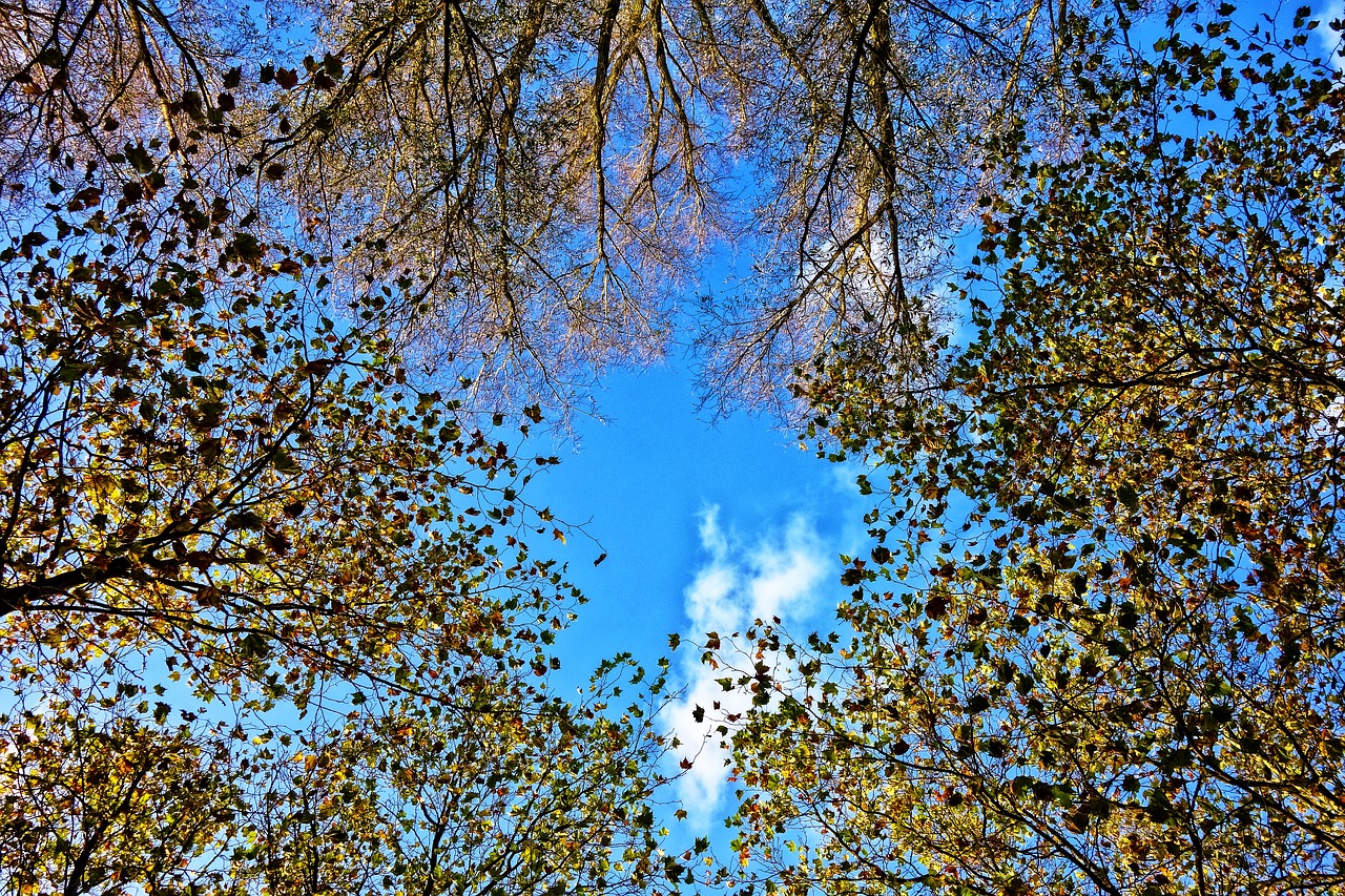 trees tree tops circle free photo